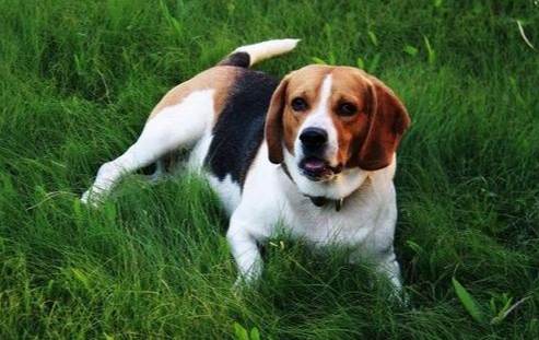 大型米格魯健康問題