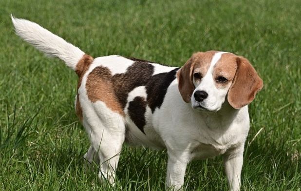 大型米格魯品種