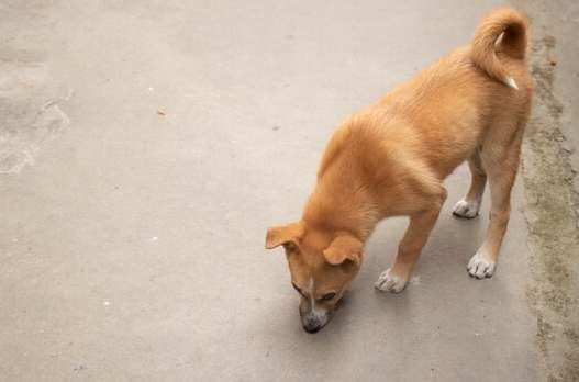 狗行為糾正方法