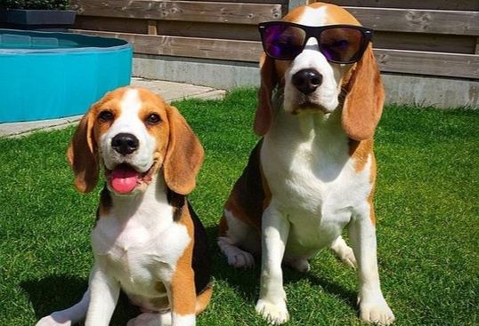 大型米格魯品種