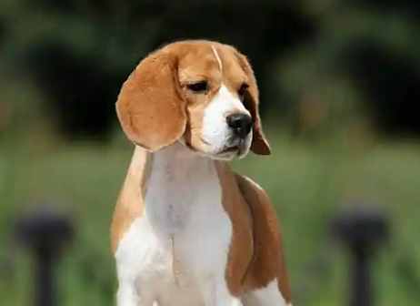 大型米格魯飼養