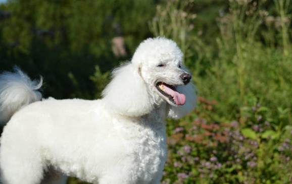 香港標準貴婦狗飼養