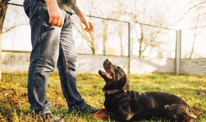 寵物狗訓練方法