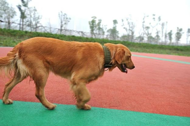 防止狗吃地上食物