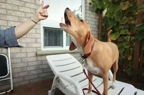 狗狗吠叫原因