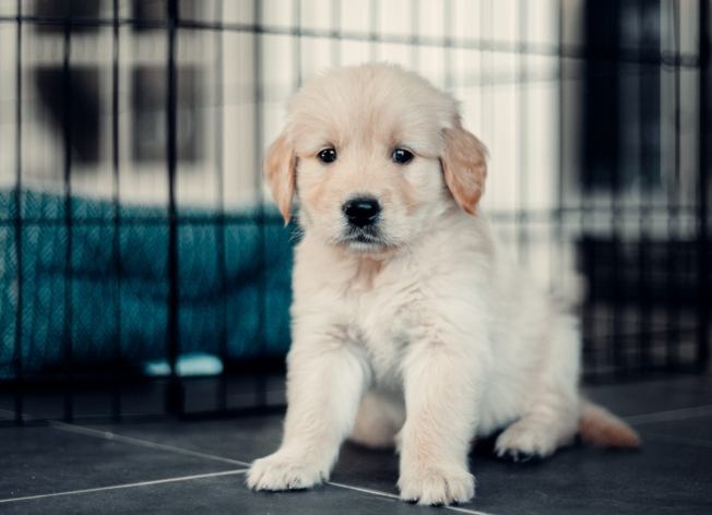 領養貴婦狗流程