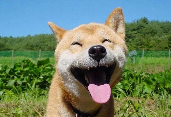 如何分辨狗開心叫聲