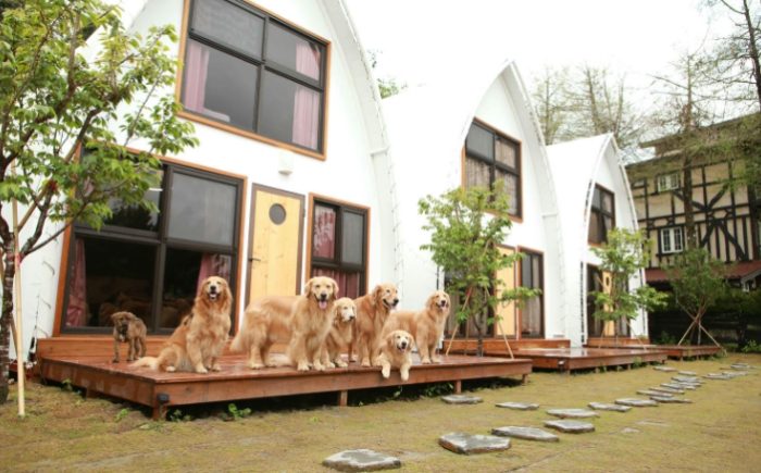 帶寵物住宿南投