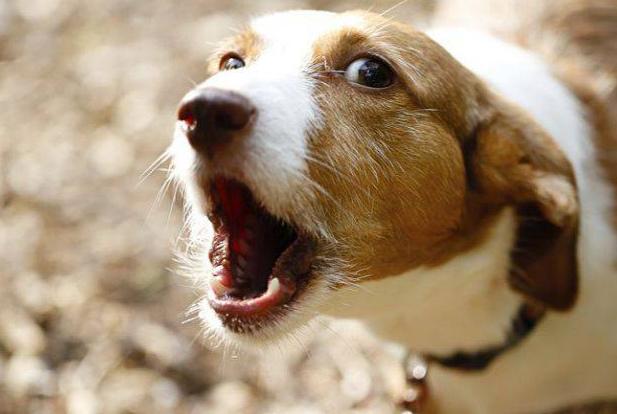 狗狗行為問題解決