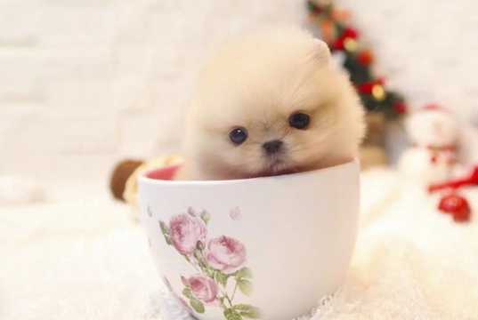 茶杯貴婦狗價格 茶杯貴婦狗價格