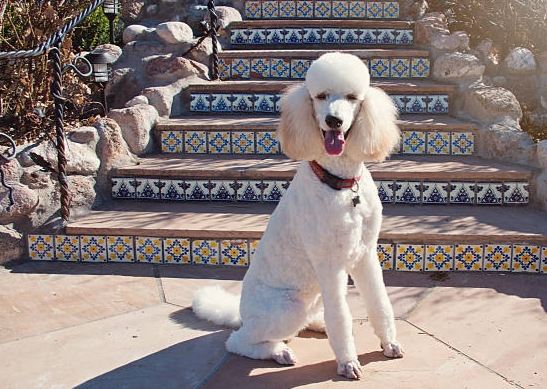 香港標準貴婦狗飼養