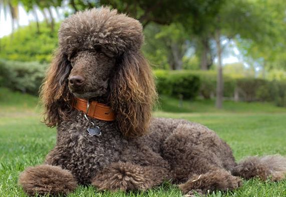 貴婦狗香港健康護理