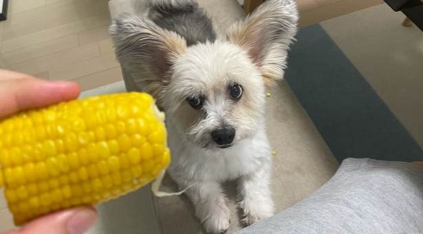 玉米梗對狗的影響