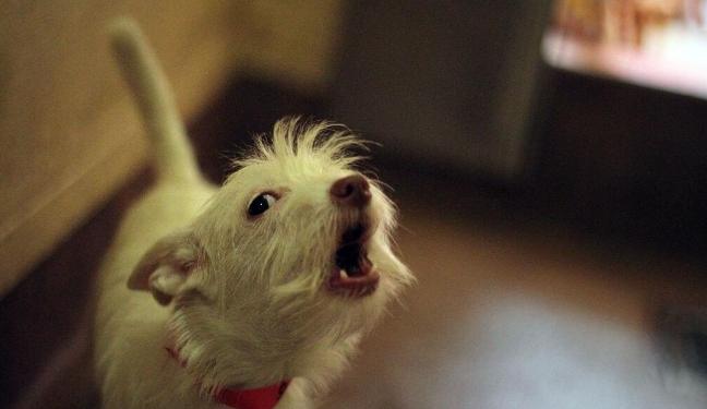 狗慘叫處理 狗慘叫處理