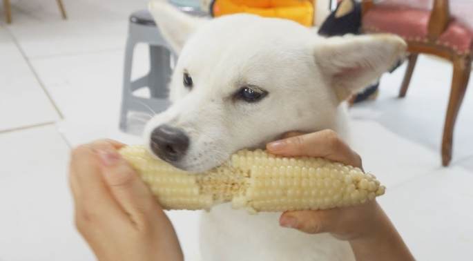 玉米梗對狗的影響