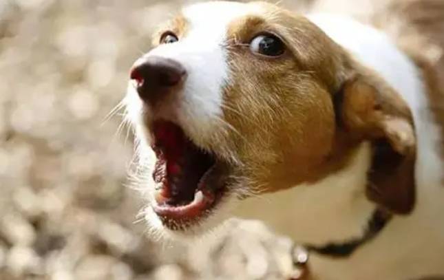 狗突然慘叫原因 狗突然慘叫原因
