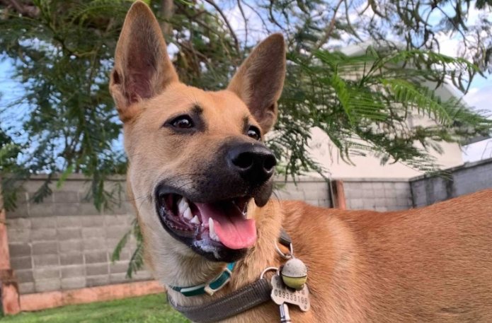 如何避免被狗吠