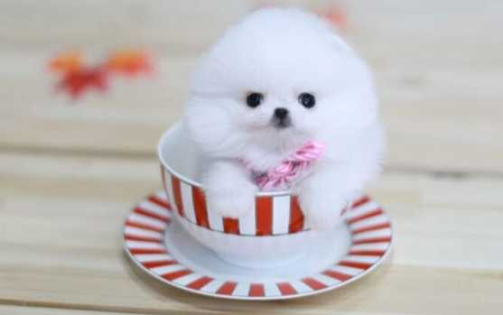 茶杯貴婦狗飼養 茶杯貴婦狗飼養