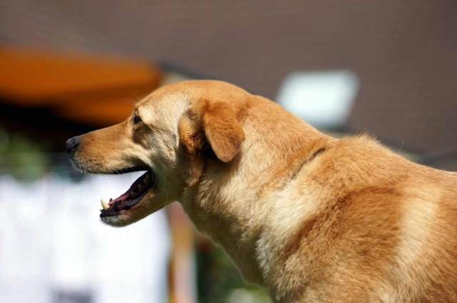 狗狗對主人叫原因