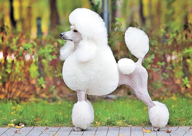 香港標準貴婦狗飼養