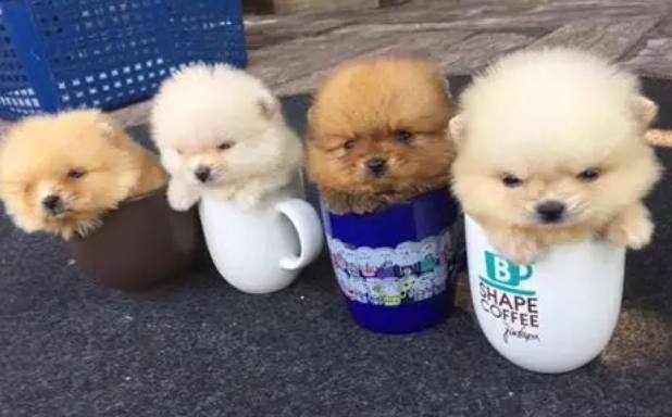 茶杯貴婦狗飼養 茶杯貴婦狗飼養