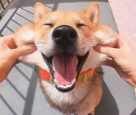 如何分辨狗開心叫聲