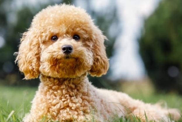 貴婦狗香港健康護理