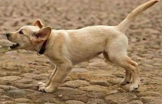 狗叫聲影響睡眠