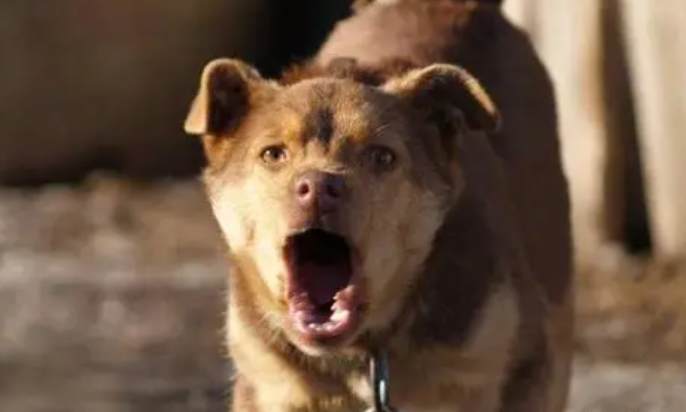 寵物狗訓練方法