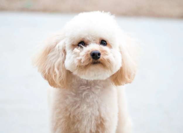 迷你貴婦狗品種