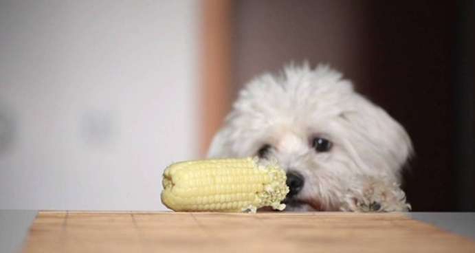 狗吃玉米梗