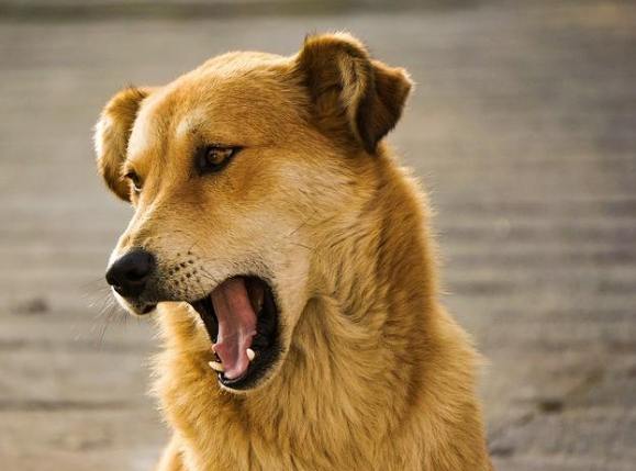 如何避免被狗吠