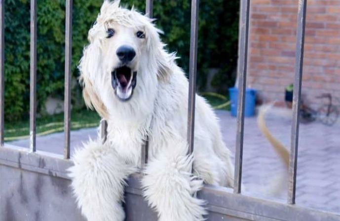 狗狗行為問題解決