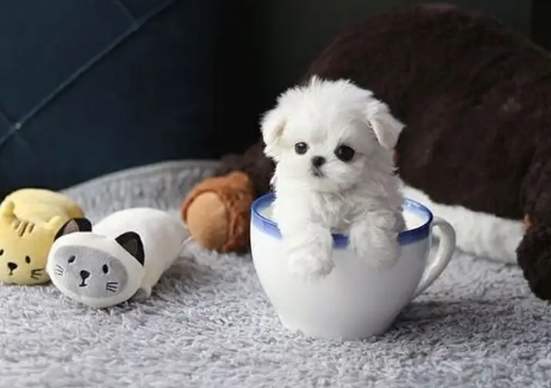 茶杯貴婦狗價格 茶杯貴婦狗價格