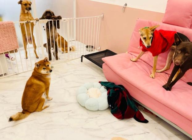 寵物旅館申請流程