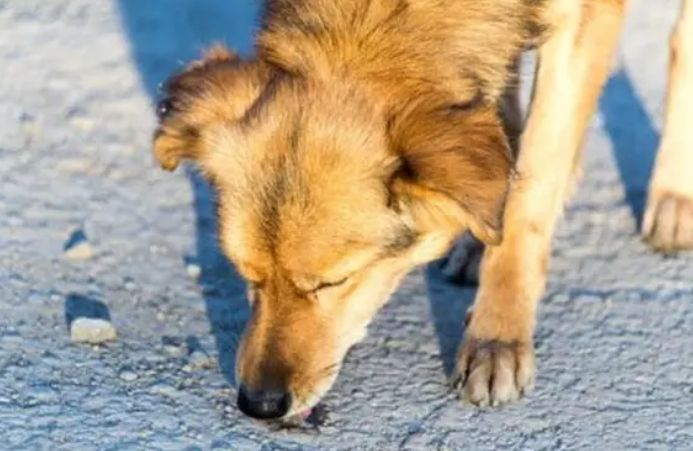 防止狗吃地上食物