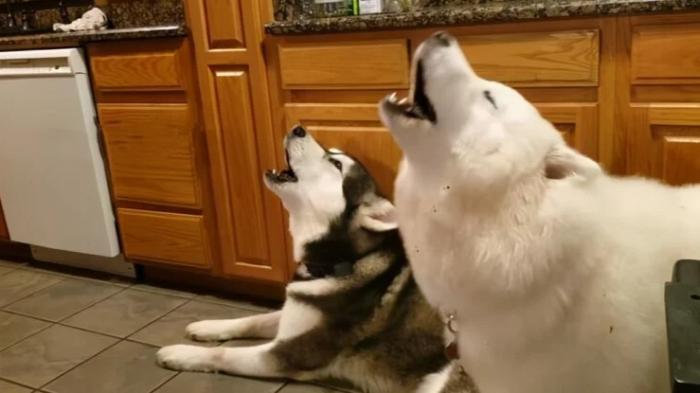 狗只對我叫原因