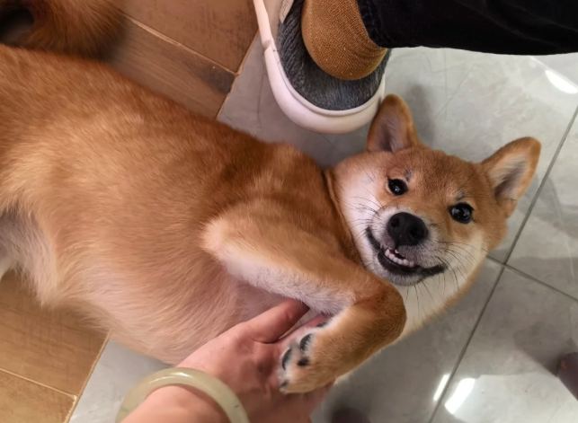 柴犬愛乾淨 柴犬愛乾淨