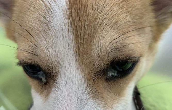 狗狗眼睛紅眼屎多