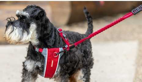 幼犬牽繩訓練方法 幼犬牽繩訓練方法