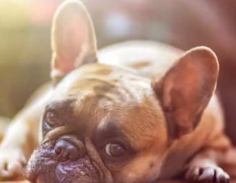 什麼狗不會長大 什麼狗不會長大