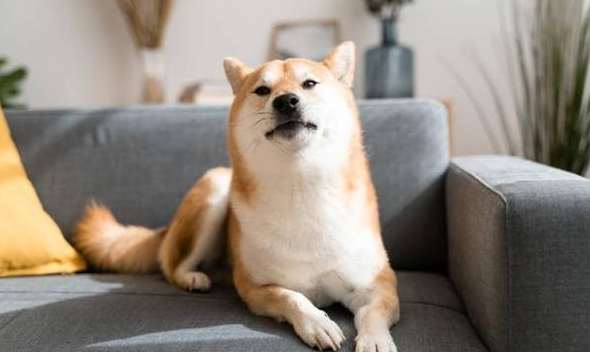 柴犬飛機耳意思