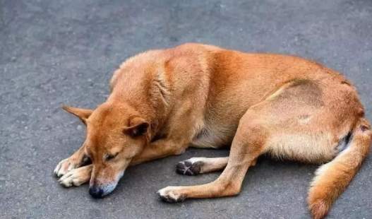 狗狗睡眠問題 狗狗睡眠問題