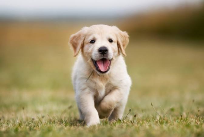 狗新手完整指南：從零開始的養狗必備知識與常見問題解答