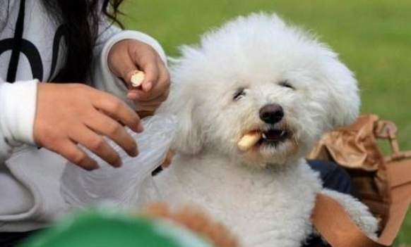 比熊吃玉米安全嗎 比熊吃玉米安全嗎