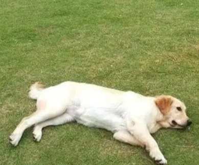 狗狗突然趴下原因