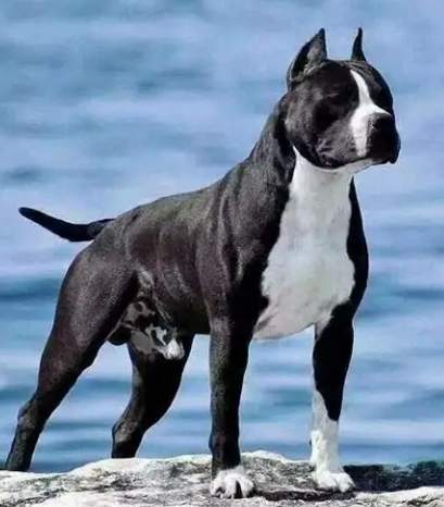 斯塔福郡鬥牛梗替代犬種