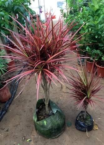 千年木龍血樹照顧