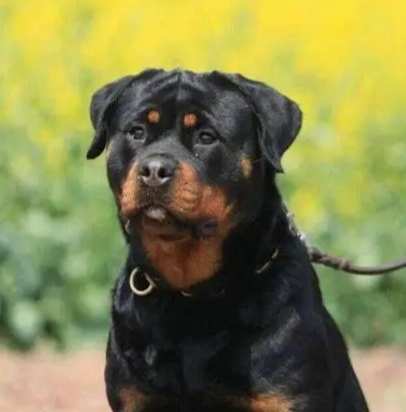 羅威納飼養注意事項