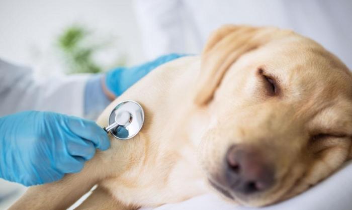 小狗生病症狀 小狗生病症狀